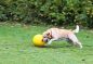 Mobile Preview: Hundespielball bißfest Ø 30cm, gelb, aus Kunststoff