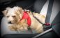 Preview: Curli Pet Car Safety - Auto Sicherungsgurt lang (60cm)