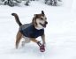 Mobile Preview: Ruffwear Cloud Chaser™ Softshell Jacket