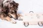Mobile Preview: My Intelligent Dogs - iPet Laptop for smart dogs