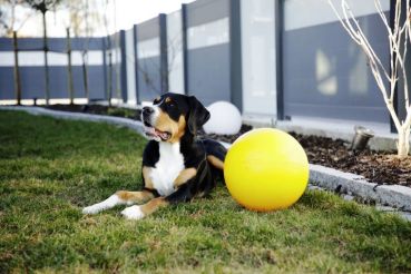 Hundespielball bißfest Ø 30cm, gelb, aus Kunststoff