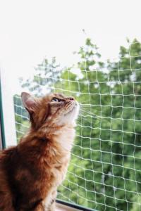 Katzenschutznetz für Fenster oder Türen, transparent