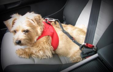 Curli Pet Car Safety - Auto Sicherungsgurt für Hunde - kurz (30cm)