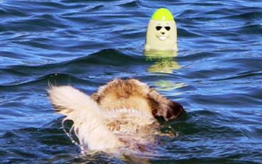 DOOG Seals - senkrecht schwimmendes Wasserspielzeug