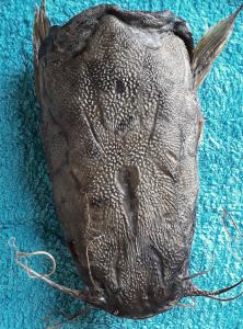 Frissfisch getrockneter Wels aus Österreich - Knusperfischhaut (Kauartikel)