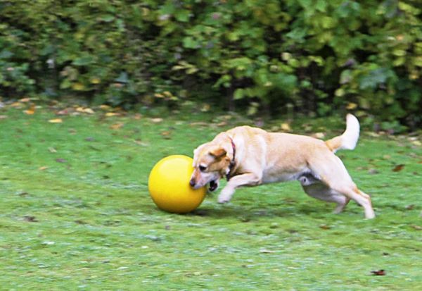 Hundespielball bißfest Ø 30cm, gelb, aus Kunststoff