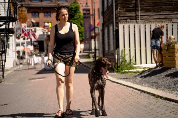 Non-Stop Touring Bungee adjustable Leash (Bungeeleine) 2.1 Meter